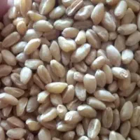 گندم بزری پیشکام.کوهدشت کریم.