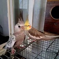 جفت عروس هلندی ایزابلا بالغ