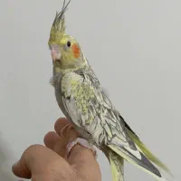 عروس هلندی سرلاکی و دونخور