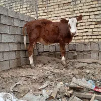 گوساله دوعدد کور