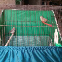 جفت انگلیسی ماده تک رنگ اخم دار