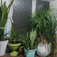 گل های زیبا سرحال