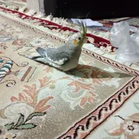 عروس هلندی