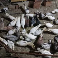 فروش کبوتر همه نوع|پرنده|چالوس, |دیوار