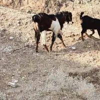 مسجد سلیمان روستای نمره ۱۱