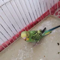 مرغ عشق اهلی