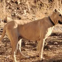 واگذاری ماده سرابی دوساله قد ۸۰ سر کله دار|سگ|اردبیل, |دیوار