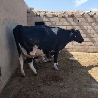 گاو ماده