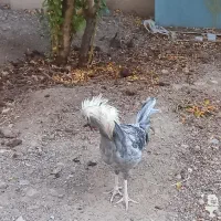 خروس لهستانی خوش رنگ|حیوانات مزرعه|تربتحیدریه, قائم|دیوار