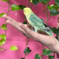 کوتوله برزیلی رنگ خاص|پرنده|محمودآباد, |دیوار