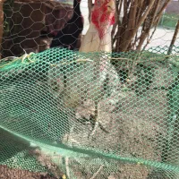 مرغ اصیل تاج بادومی مرغ لاری اصیل