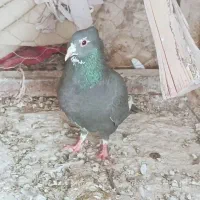 ماده پلنگ کاکل