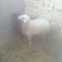 بره نر چاق|حیوانات مزرعه|خرامه, |دیوار