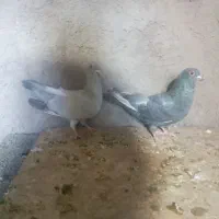 دوعدد کفتر مصری|پرنده|بم, |دیوار