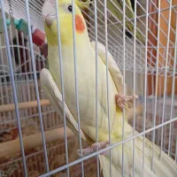 عروس هلندی نر لوتینو