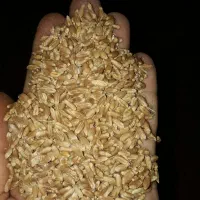 گندم بذری رقم احسان  N 8720 گندم قرمز|عمده‌فروشی|مینودشت, |دیوار