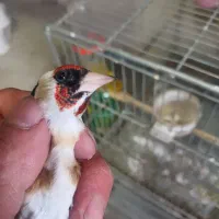 سهره نشوندار