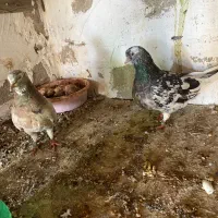 فروشی کبوتر سرور