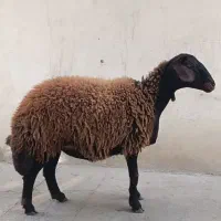 قوچ هترو بره قوچ هترو میش هموآبستن و بره ماده همو