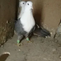 کبوتر|پرنده|مشهد, بهار|دیوار