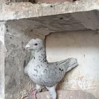 کوهی نر