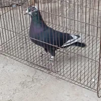 کبوتر|پرنده|زابل, |دیوار