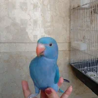 جوجه ملنگو آبی