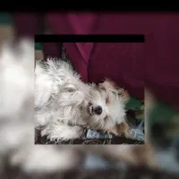 سگ گمشده ماده در کوکجان|سگ|اصفهان, کوجان|دیوار