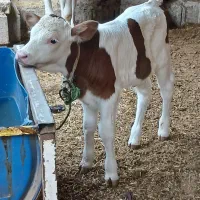 گاوباگوساله نرسمنتایل روزی ۱۵کیلوشیر داره