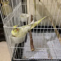 عروس هلندی لوتینو