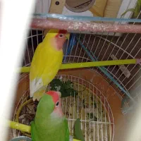 طوطی برزیلی مولد|پرنده|میاندوآب, |دیوار