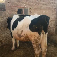 گاوه شیری|حیوانات مزرعه|قم, بلوار امین و ساحلی|دیوار