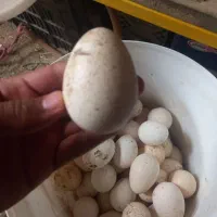 تخم بوغلمون نطفه دار