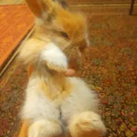 خرگوش لپ اصل