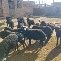 بره های مناسب پرواری و دامزلخ