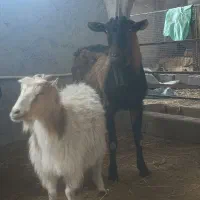 چپش آلپاین اصل