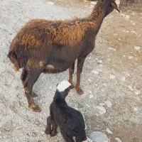 گوسفند و بره قوچ|حیوانات مزرعه|سیلاخور, |دیوار