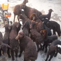 گوسفند و بره|حیوانات مزرعه|مریوان, |دیوار