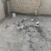 11 تا کفتر بوم قلدر|پرنده|مشهد, بهمن|دیوار