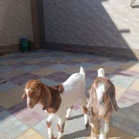 بزغاله یک ماهه