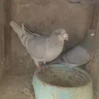 کبوتر پلاکی|پرنده|شیراز, جرسقان|دیوار