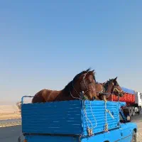 خرید فروش انواع اسب مادیان