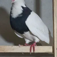 یک جفت طوقی|پرنده|رزن, |دیوار