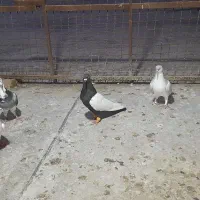 کبوتر گرفتنی