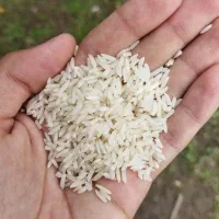 فروش عمده برنج هاشمی سورت شده|خوردنی و آشامیدنی|رشت, حومه رشت|دیوار