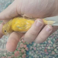 قناری ماده آماده