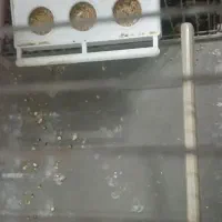 مرغ عشق|پرنده|بافق, |دیوار