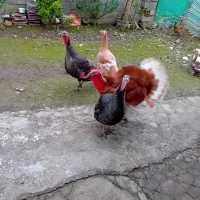 فروش‌بقلمون