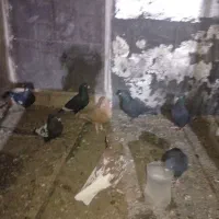 فروش تعداد کفتر بهبهانی|پرنده|مرودشت, ابوذر شمالی|دیوار