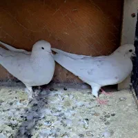 کفتر پرشی|پرنده|کرج, خرمدشت|دیوار